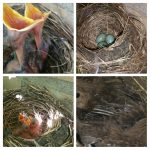 Merel in nest