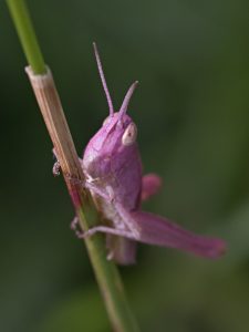Roze Spinghaan