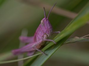 Roze Spinghaan