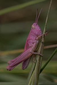 Roze Spinghaan